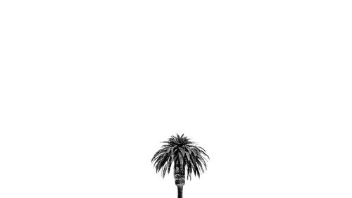 Low angle view of palm tree against clear sky