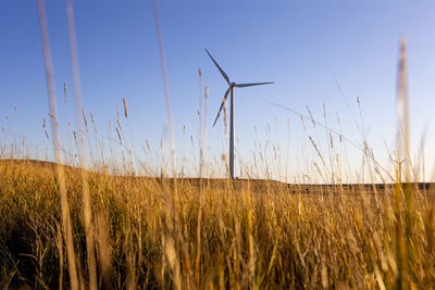 Colorado wind farm located on wheat field