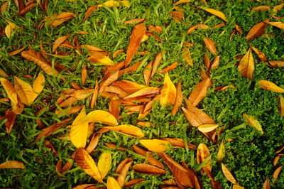 Full frame shot of fresh orange plants on field