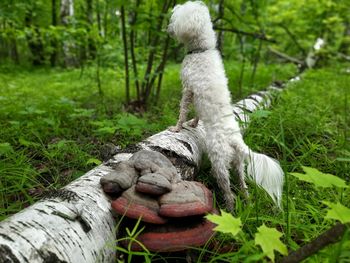 Close-up of a dog on field