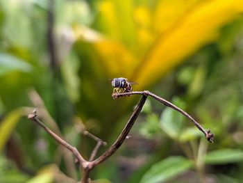 Close-up of insect on plant