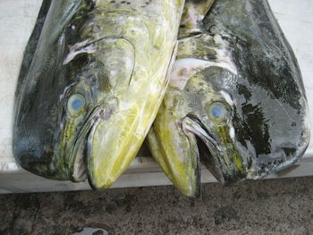 Close-up of fish