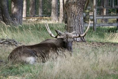 Deer in a field