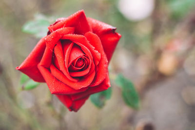 Close-up of red rose blooming outdoors