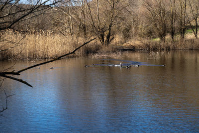 View of birds in lake