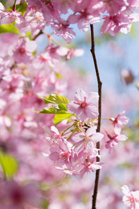 Close-up of pink cherry blossoms in spring