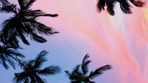 Low angle view of palm trees against sky