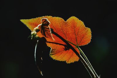 Close-up of yellow autumn leaves against black background