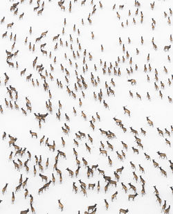 Low angle view of birds flying against sky