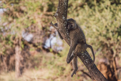 Monkeys sitting on tree