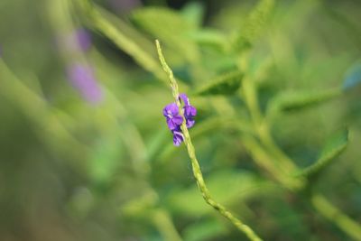 Close-up of purple flower