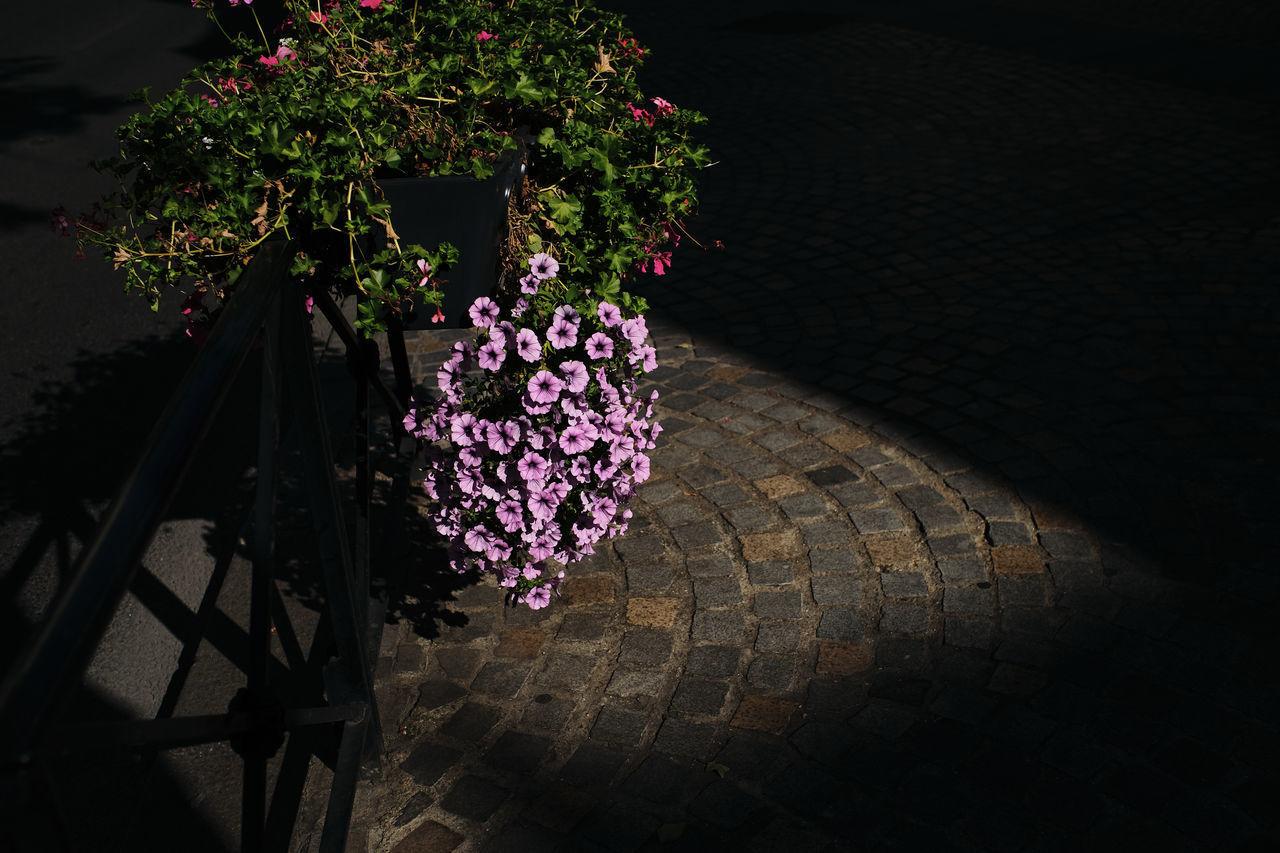 HIGH ANGLE VIEW OF PURPLE FLOWERING PLANTS ON FOOTPATH