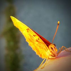 Close up of orange flower