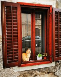 Cat looking through window of house