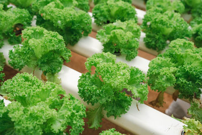 Vegetable lettuce in a greenhouse farm