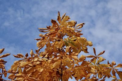 Close-up of wilted plant against sky