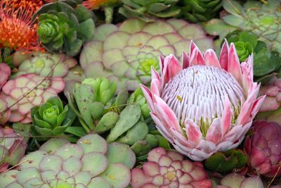 High angle view of plants