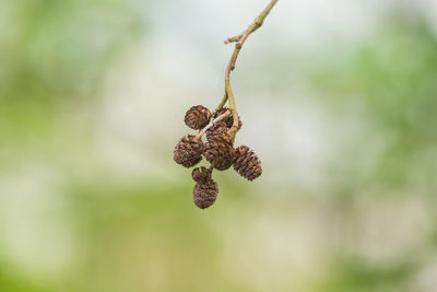 Beautiful black alder tree leaves in the spring