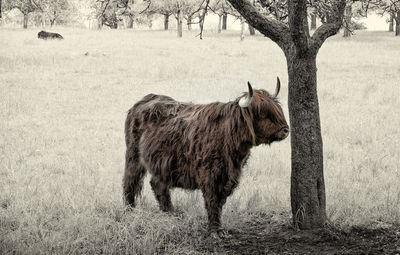 Horse standing on field