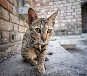 Close-up portrait of tabby cat against wall