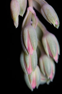 Close-up of pink flower buds against black background