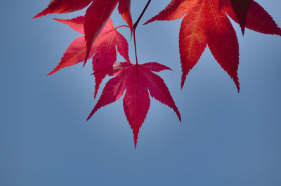 Low angle view of plant against sky