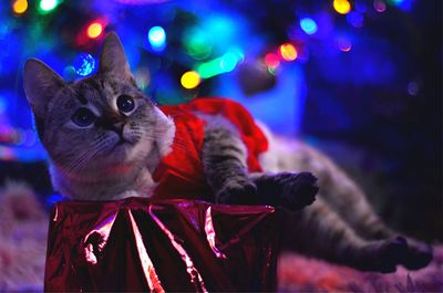 Portrait of cat with christmas lights
