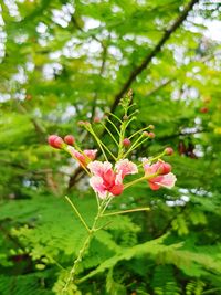 Close-up of flowers blooming on tree