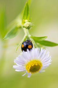 Close-up of bee pollinating on yellow flower