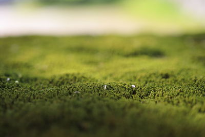 Close-up of moss 