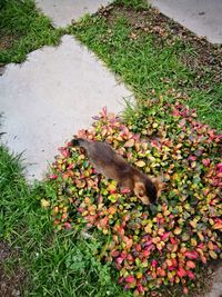 High angle view of cat amidst plants