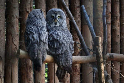 View of an animal sitting on tree trunk in forest