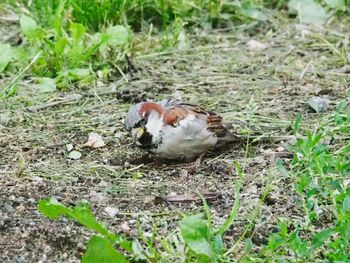 Close-up of birds on field