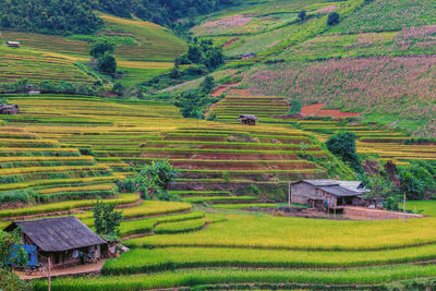 Scenic view of agricultural field