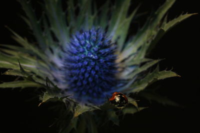 Close-up of bee on purple flower