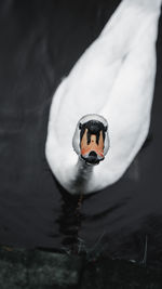 Close-up of bird swimming in lake