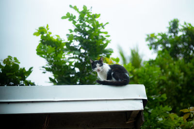 Cat relaxing on a tree