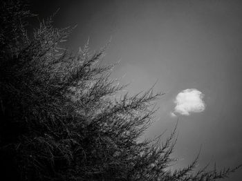 Low angle view of trees against sky