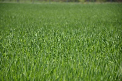 Close-up of wheat field