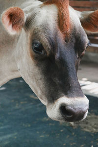 Close-up of cow