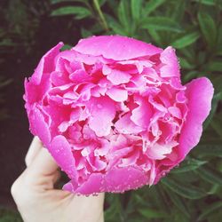 Cropped hand holding pink flower