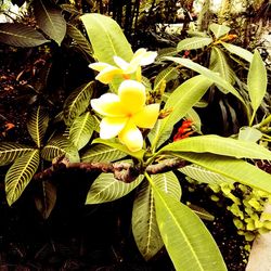 Close-up of flowers blooming on tree