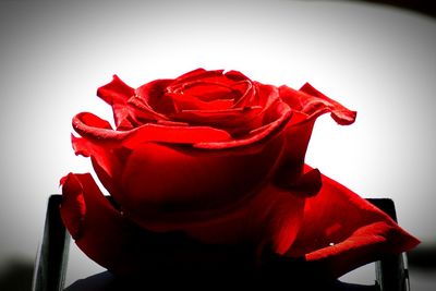 Close-up of red rose