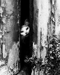 Portrait of cat peeking through tree trunk