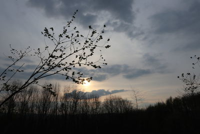 Low angle view of silhouette birds on field against sky at sunset