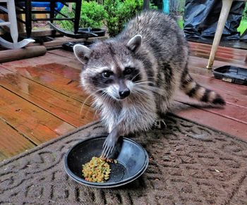 raccoon