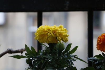 Close-up of yellow flowers