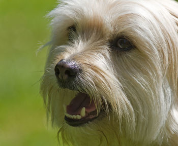 Close-up of dog