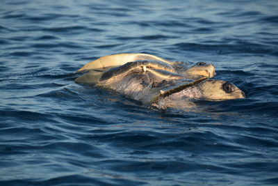 View of turtle swimming in sea