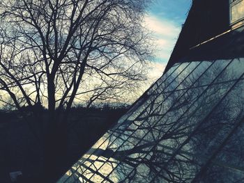 Low angle view of bare trees against the sky